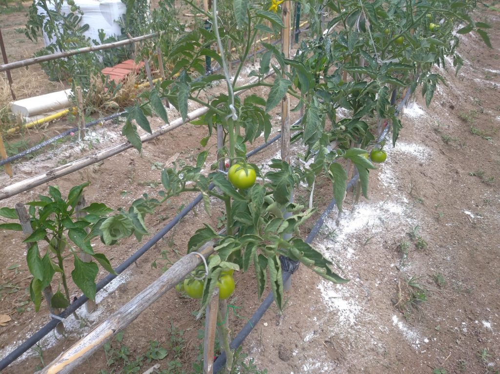 tomatera-tierra-diatomea-proteccion