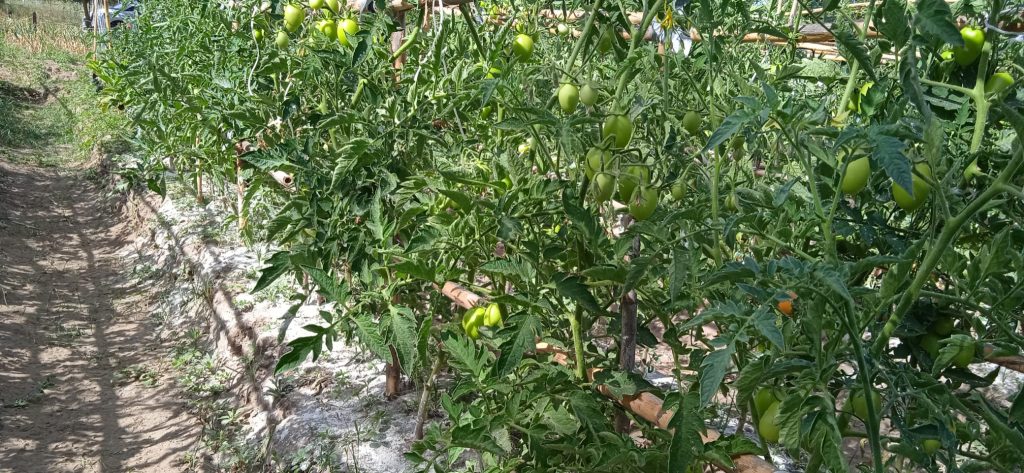 huerto-sostenible-tomates-pera