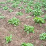 horticultura bio ecologica