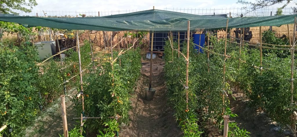 horticultura-de-conservacion