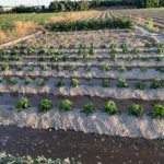 riego-solar-por-sectores