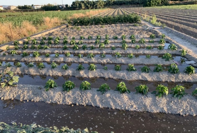 bombeo-solar-riego-agricola-inundacion