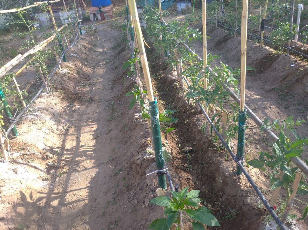 almorrones dobles para tomateras con surco central para el riego por inundación rápida