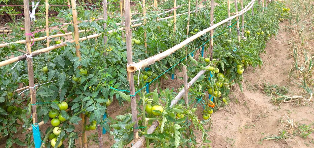cultivo del tomate ecológico con métodos naturales