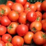 tomate ecológico de calidad