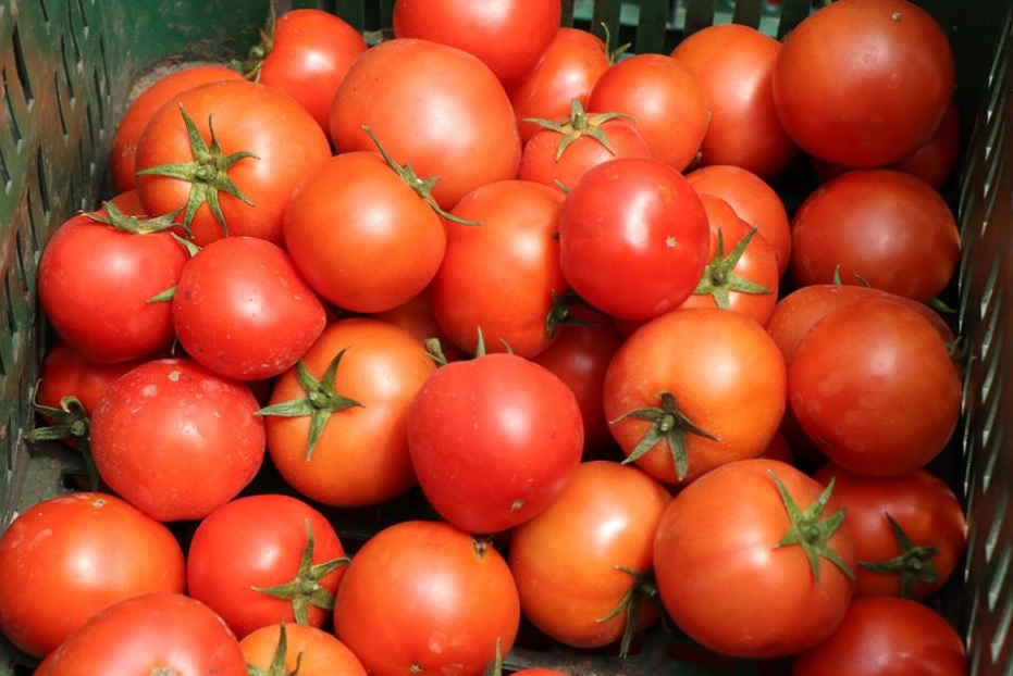 cultivo del tomate ecológico